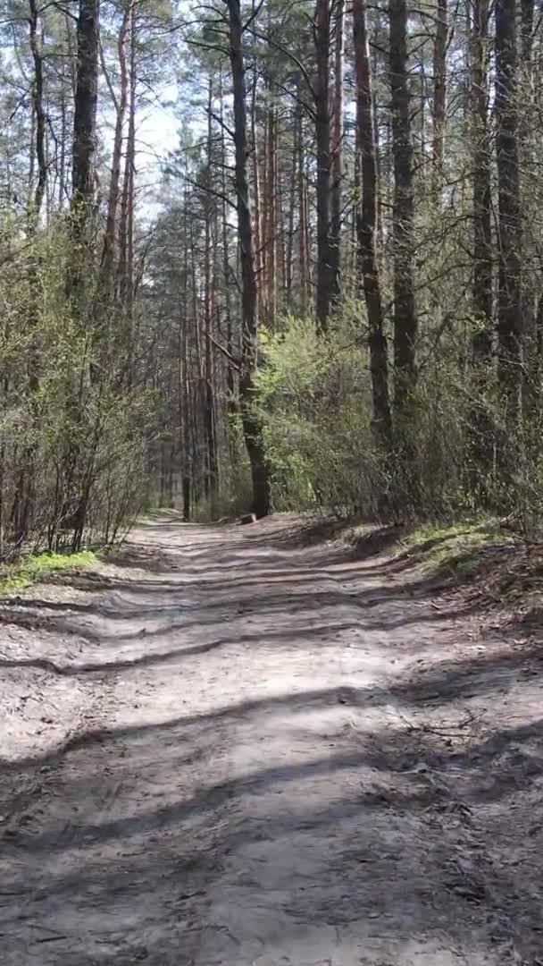 Vidéo verticale d'une route dans la forêt, au ralenti