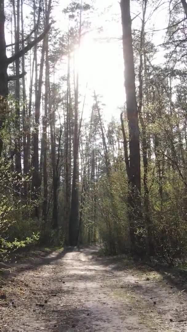 Vidéo verticale d'une route dans la forêt, au ralenti