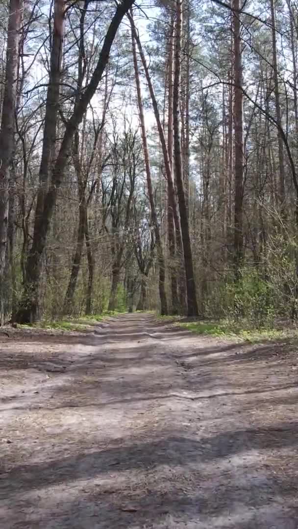 Vidéo verticale d'une route dans la forêt, au ralenti