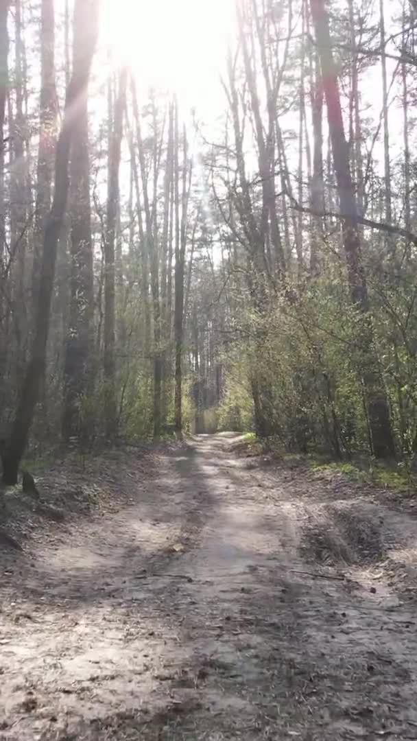 Vertikální video silnice v lese, zpomalený pohyb — Stock video