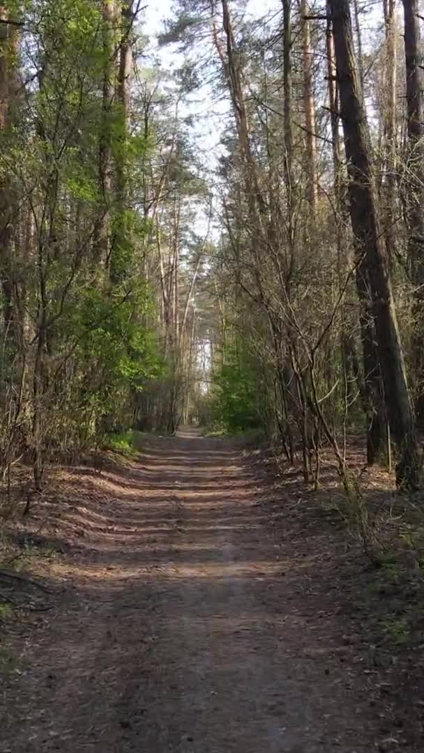 Vídeo vertical de un camino en el bosque, cámara lenta — Vídeos de Stock