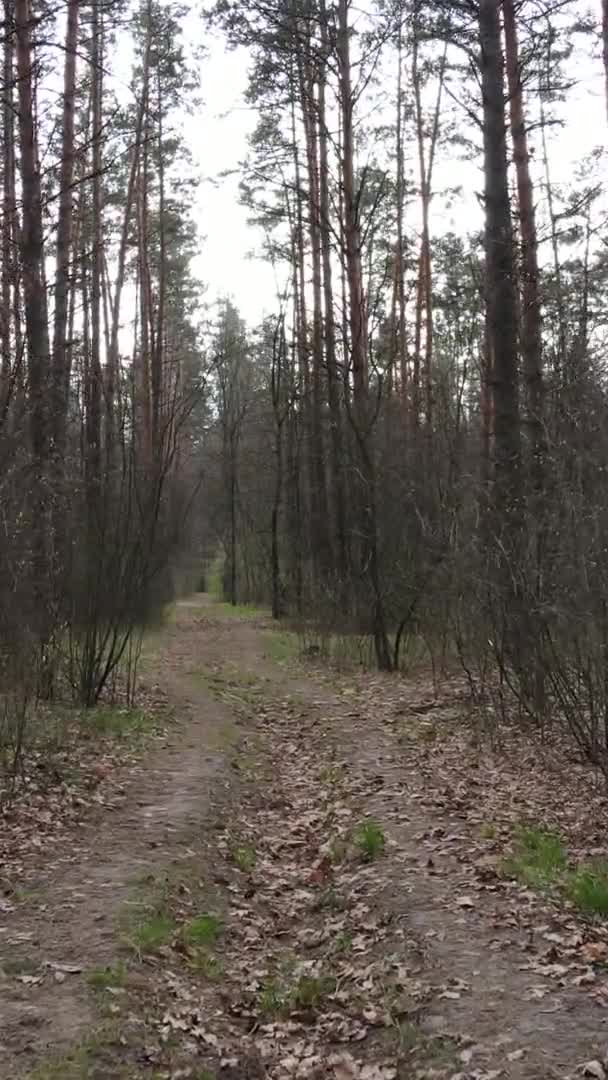 Vidéo verticale d'une route dans la forêt, au ralenti