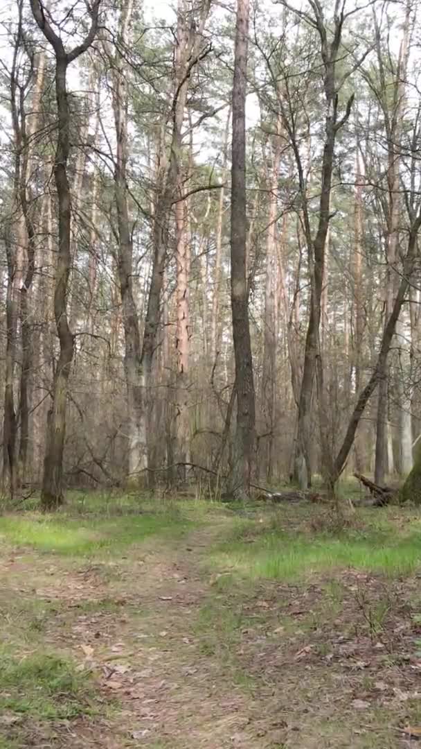 Vidéo verticale d'une route dans la forêt, au ralenti