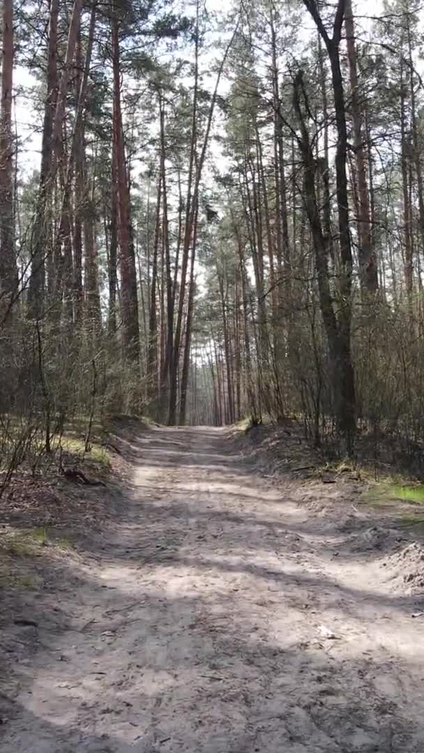 Vidéo verticale d'une route dans la forêt, au ralenti