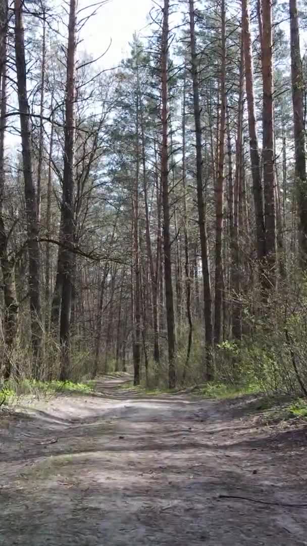 Vertikal video av en väg i skogen, slow motion — Stockvideo