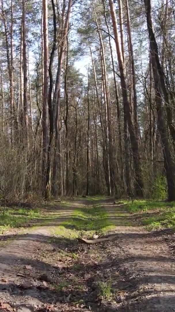 森の中の道路の垂直ビデオ,スローモーション — ストック動画