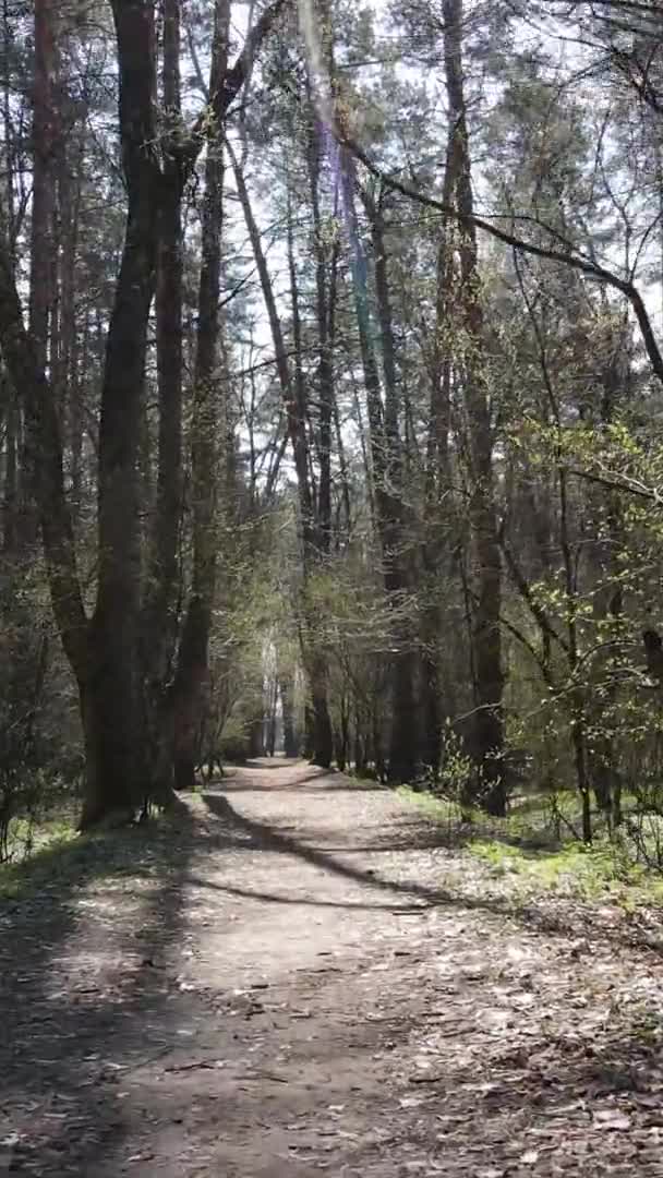森の中の道路の垂直ビデオ,スローモーション — ストック動画
