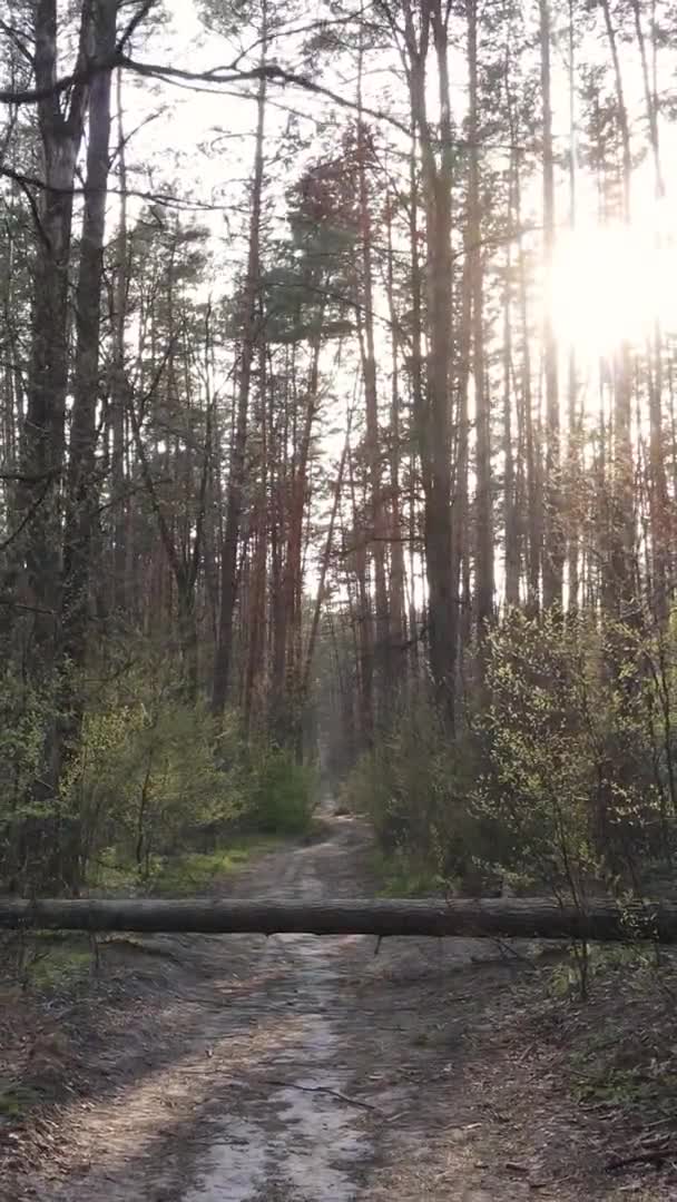 Vídeo vertical de un camino en el bosque, cámara lenta — Vídeo de stock