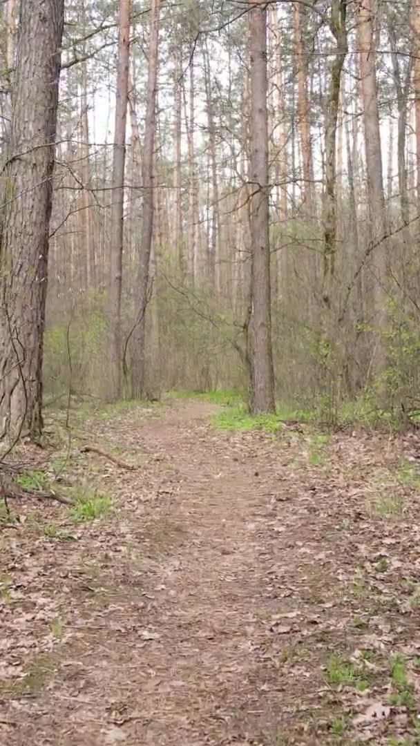 Vertikal video av en väg i skogen, slow motion — Stockvideo