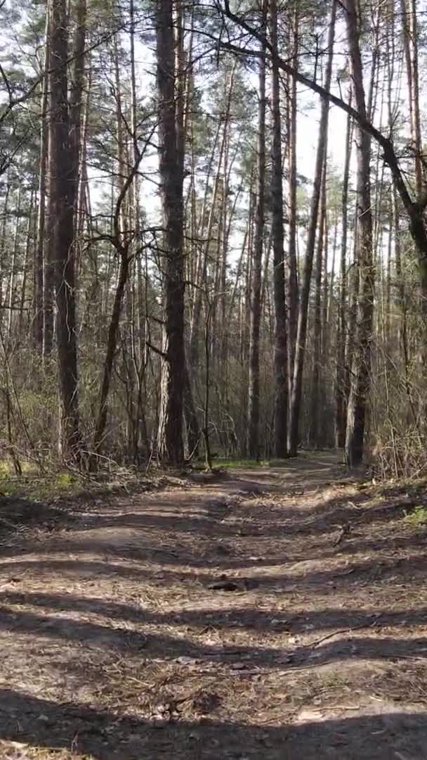 Vidéo verticale d'une route dans la forêt, au ralenti