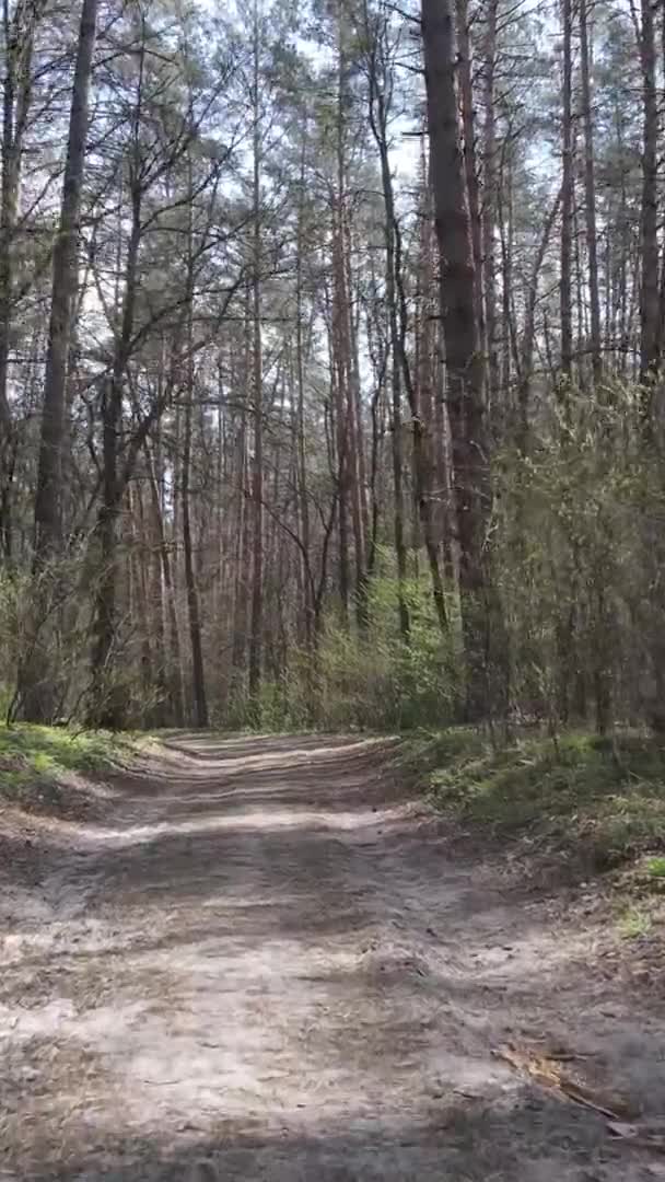Vidéo verticale d'une route dans la forêt, au ralenti
