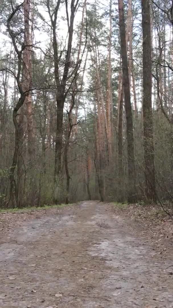 Vidéo verticale d'une route dans la forêt, au ralenti