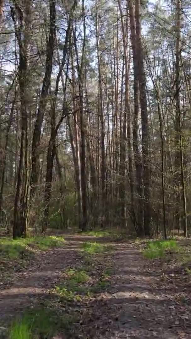 Vidéo verticale d'une route dans la forêt, au ralenti