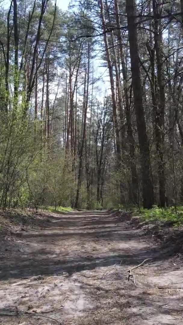 Függőleges videó egy erdei útról, lassított felvétel — Stock videók