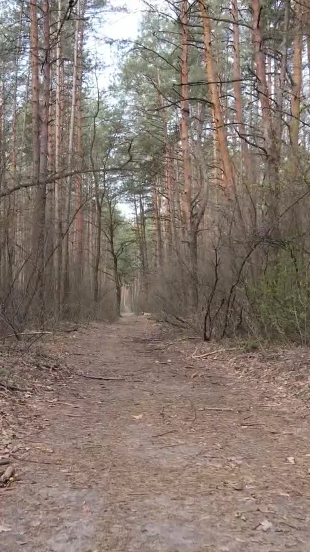 Video vertical al unui drum în pădure, mișcare lentă — Videoclip de stoc