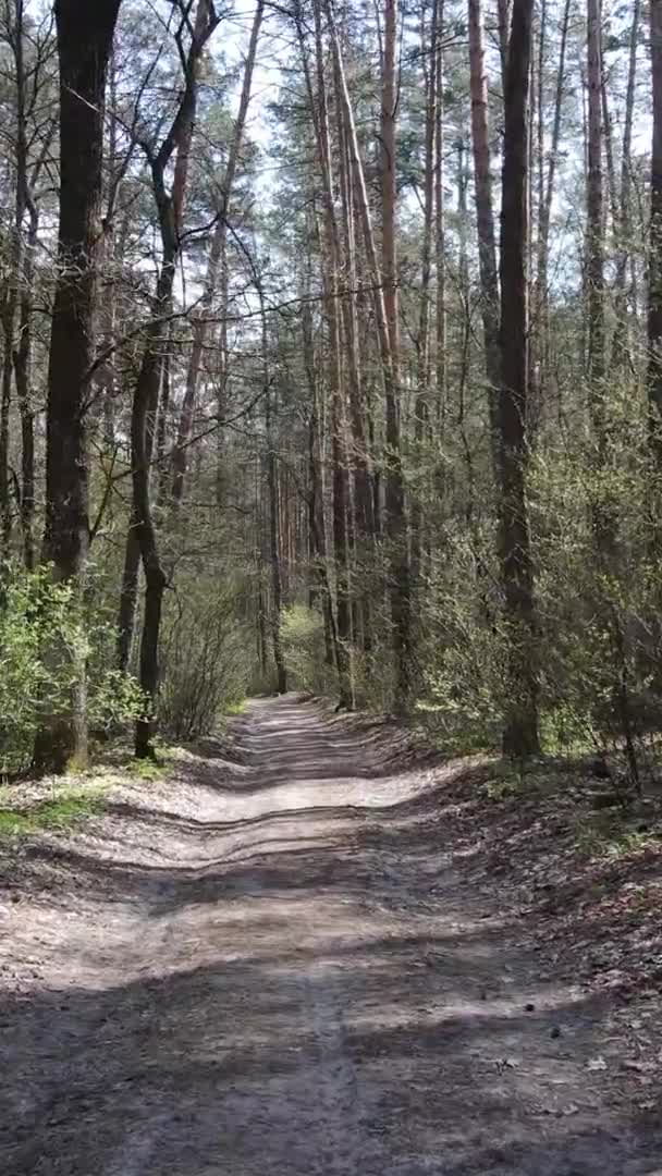 Vidéo verticale d'une route dans la forêt, au ralenti