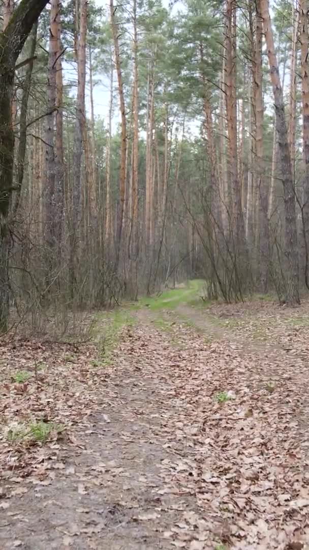 Vídeo vertical de un camino en el bosque, cámara lenta — Vídeos de Stock