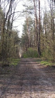 Ormandaki bir yolun dikey videosu, yavaş çekim.