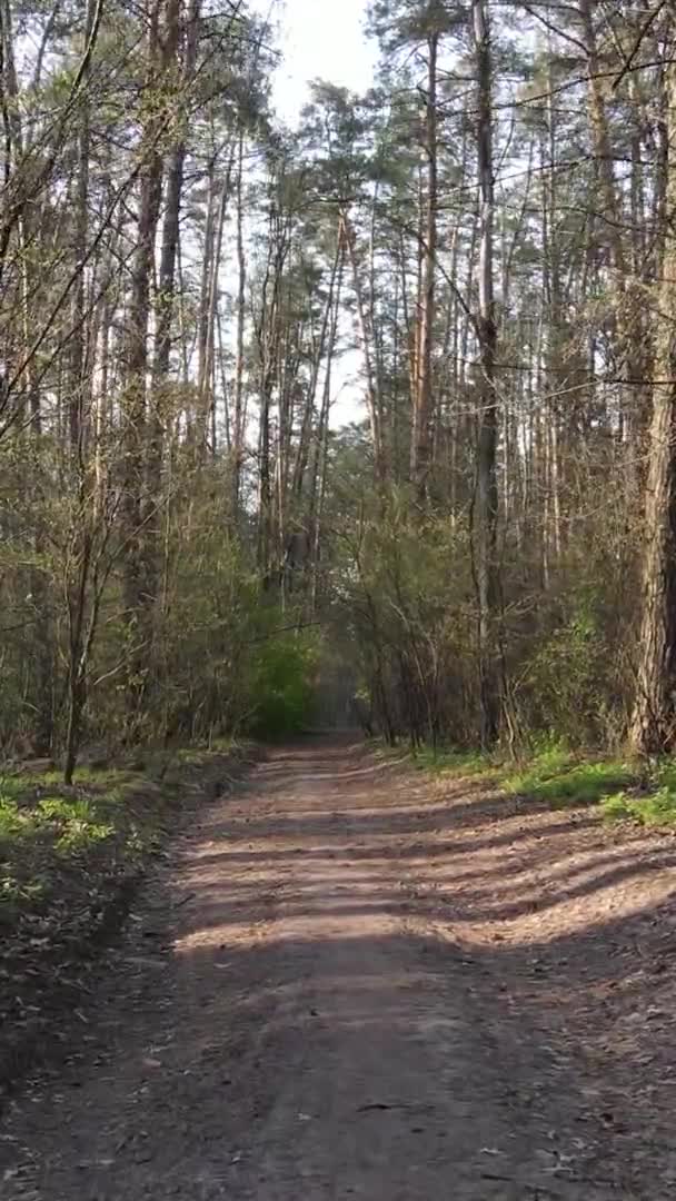 Vidéo verticale d'une route dans la forêt, au ralenti
