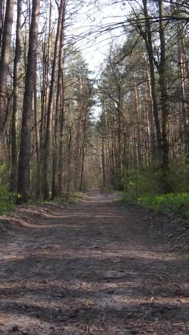 Vidéo verticale d'une route dans la forêt, au ralenti