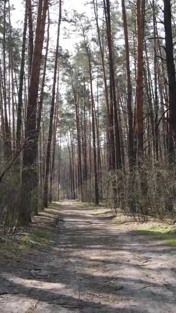 Video vertical al unui drum în pădure, mișcare lentă — Videoclip de stoc