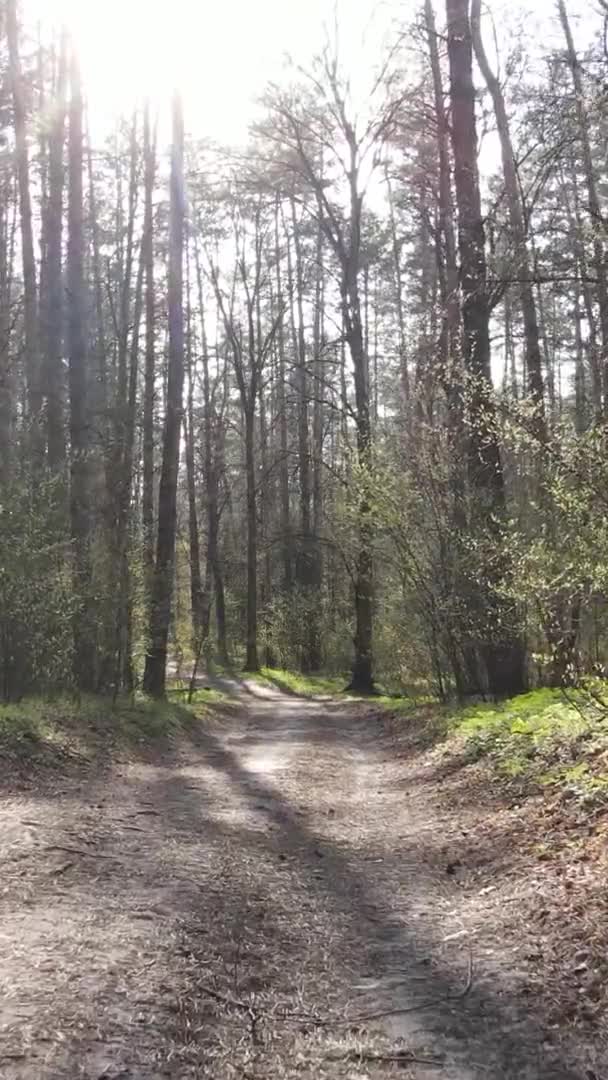 Vidéo verticale d'une route dans la forêt, au ralenti