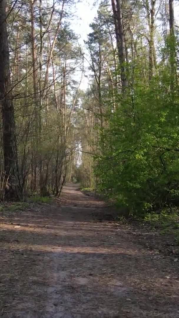 Video verticale di una strada nel bosco, rallentatore — Video Stock