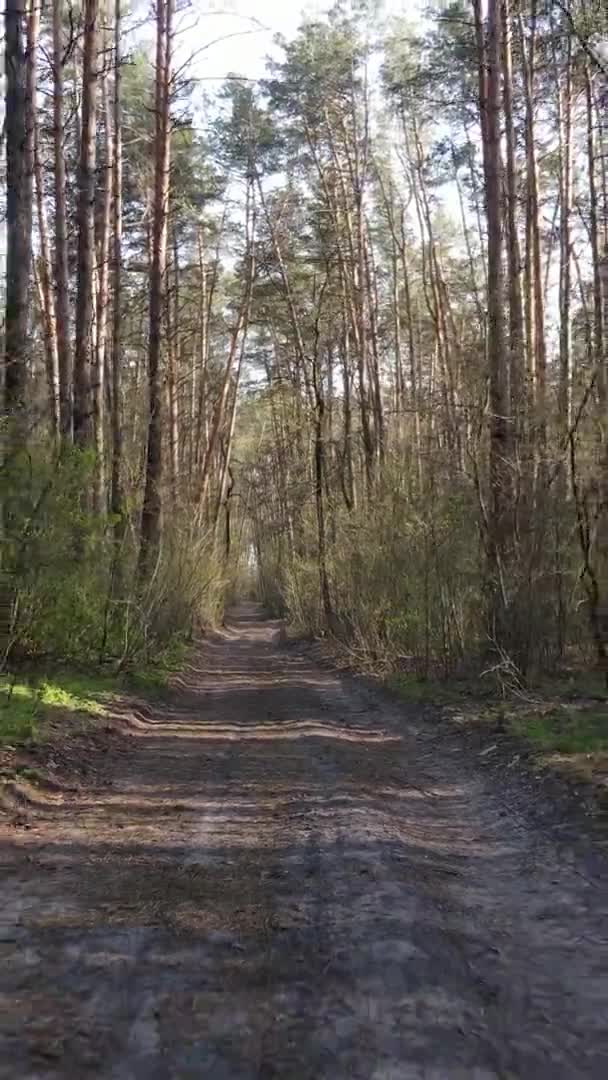 Vidéo verticale d'une route dans la forêt, au ralenti