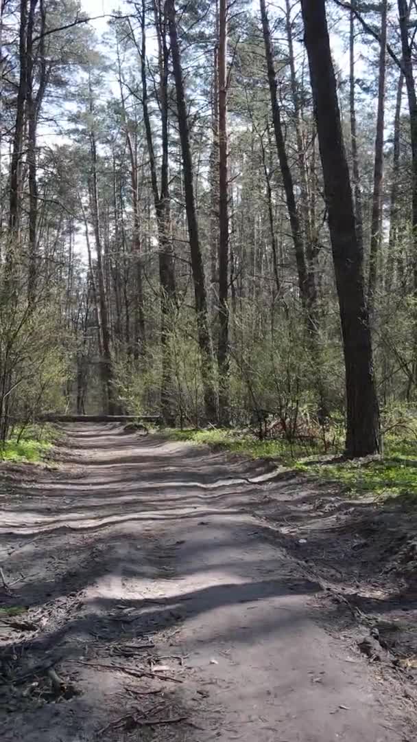 Vidéo verticale d'une route dans la forêt, au ralenti