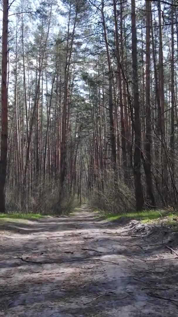 森の中の道路の垂直ビデオ,スローモーション — ストック動画