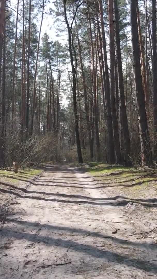 Vidéo verticale d'une route dans la forêt, au ralenti