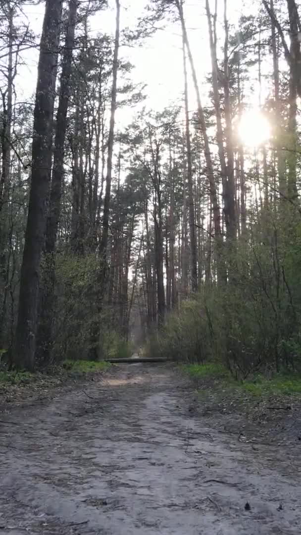 Vidéo verticale d'une route dans la forêt, au ralenti