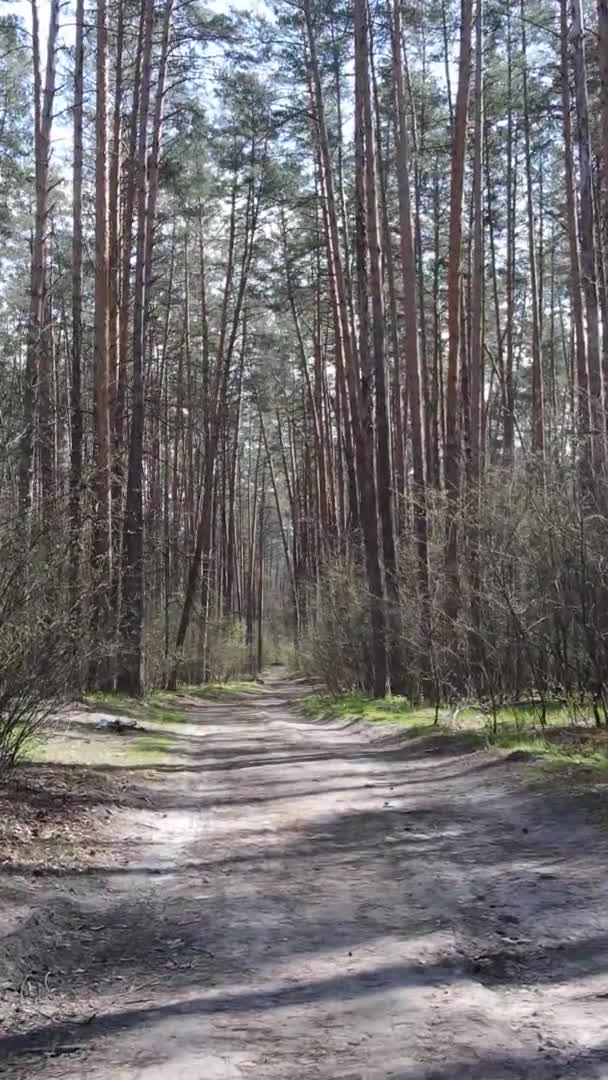 Vidéo verticale d'une route dans la forêt, au ralenti