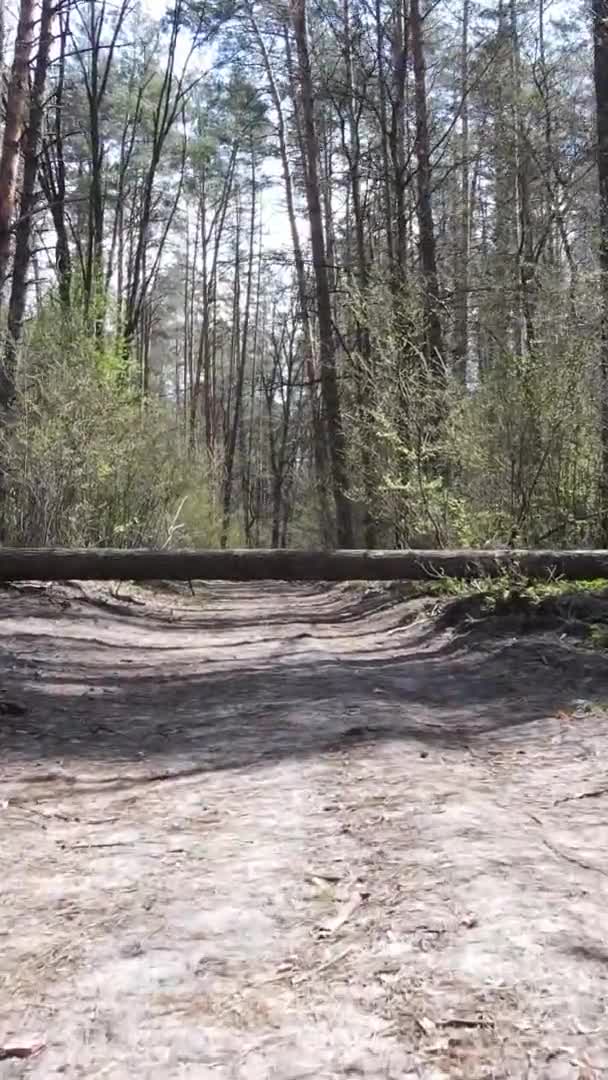 Vidéo verticale d'une route dans la forêt, au ralenti
