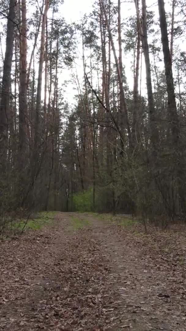 Κάθετη βίντεο ενός δρόμου στο δάσος, αργή κίνηση — Αρχείο Βίντεο