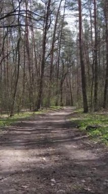 Ormandaki bir yolun dikey videosu