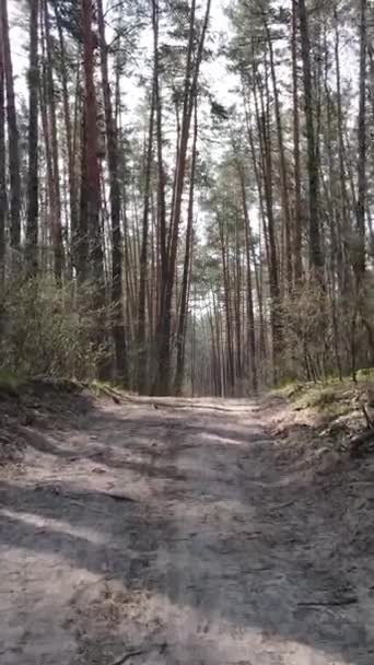 Verticale video van een weg in het bos — Stockvideo