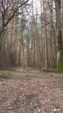 Ormandaki bir yolun dikey videosu