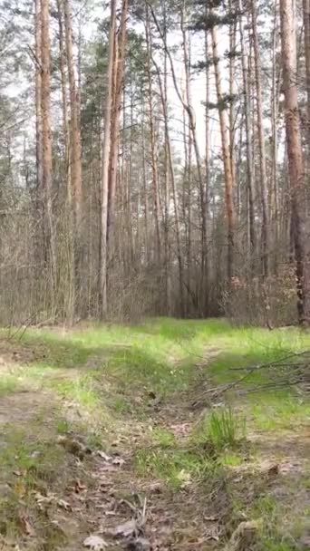 Vídeo vertical de una carretera en el bosque — Vídeos de Stock