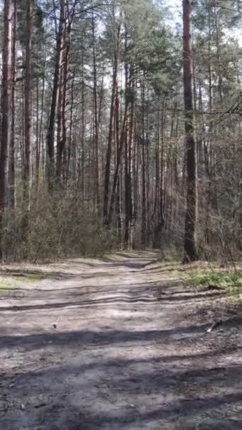 Video verticale di una strada nel bosco — Video Stock