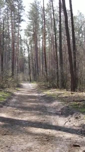 Vertical video of a road in the forest — Stock Video