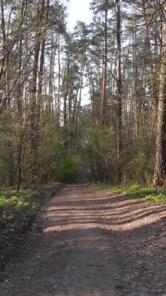Vertikální video cesty v lese — Stock video