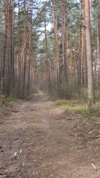 Vídeo vertical de una carretera en el bosque — Vídeo de stock