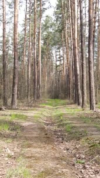 森林中一条道路的垂直录像 — 图库视频影像