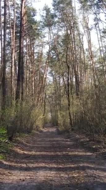 森の中の道路の垂直ビデオ — ストック動画