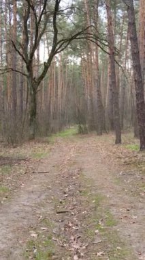 Ormandaki bir yolun dikey videosu