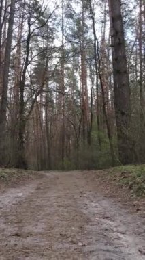 Ormandaki bir yolun dikey videosu