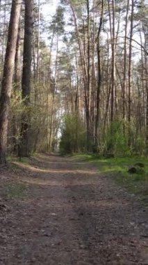 Ormandaki bir yolun dikey videosu