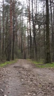 Ormandaki bir yolun dikey videosu