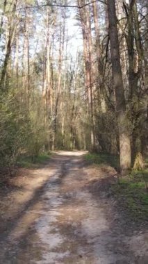 Ormandaki bir yolun dikey videosu